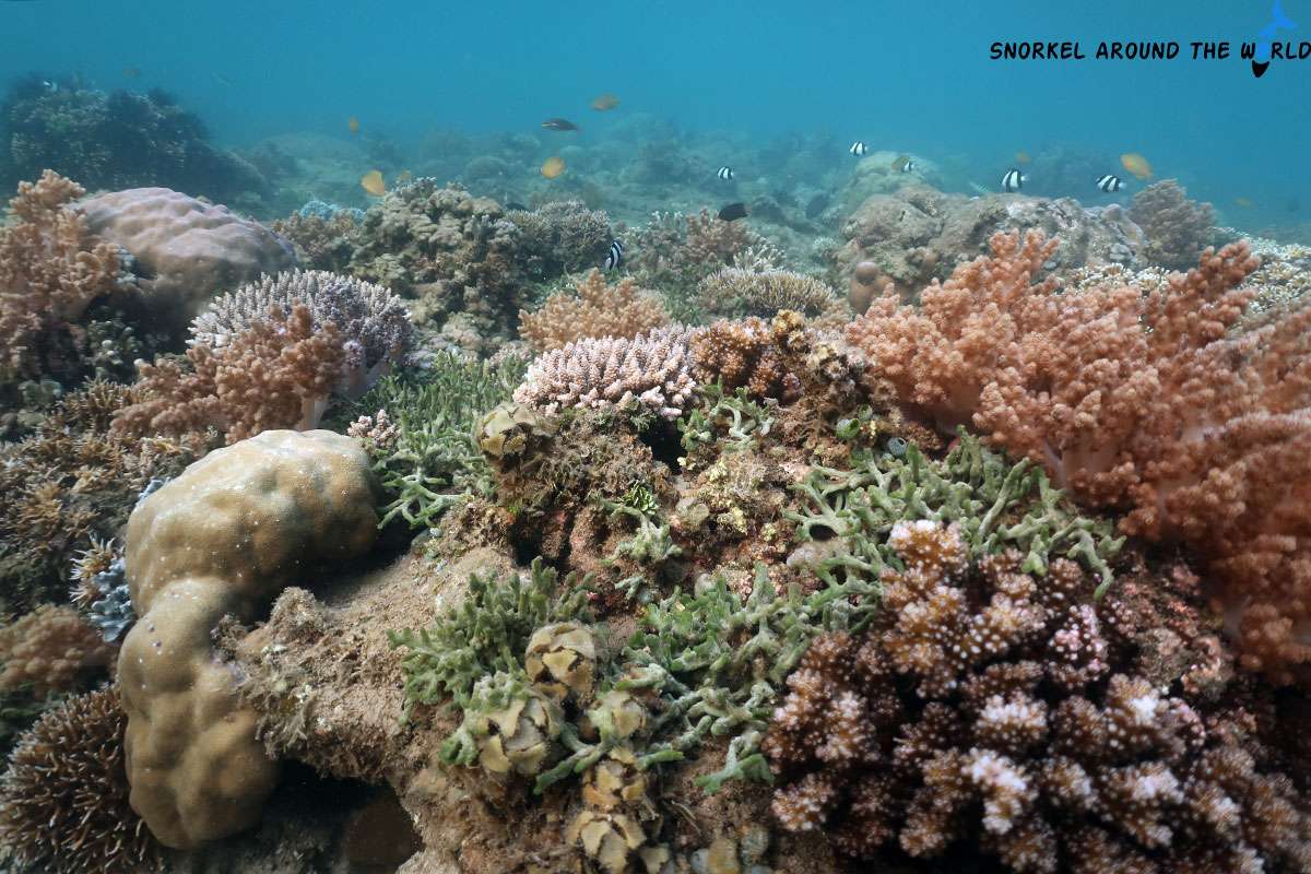 Corals and fish on Pearl Beach Resort house reef