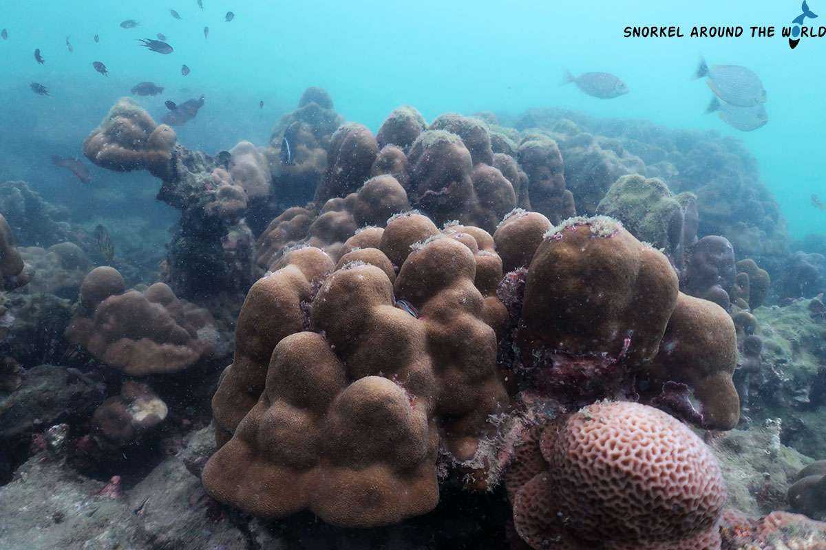 corals and reef fish - Koh Ngai