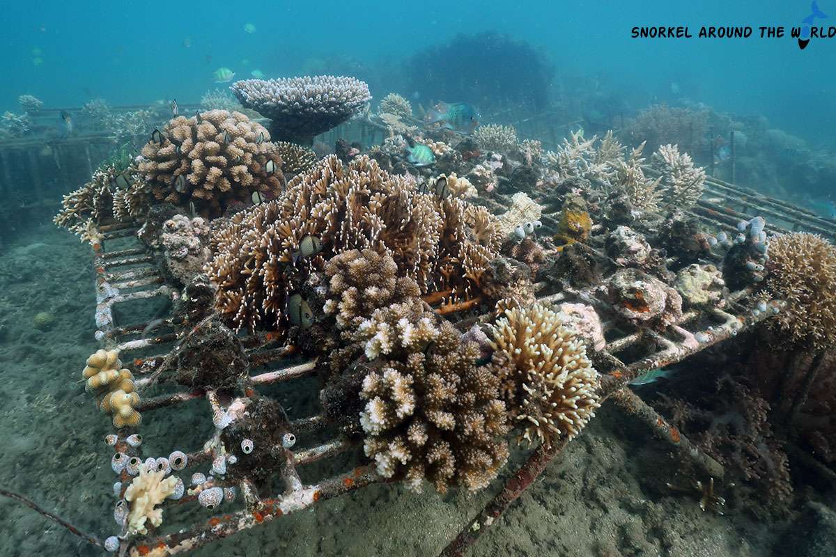 Artificial reef - Gili Asahan