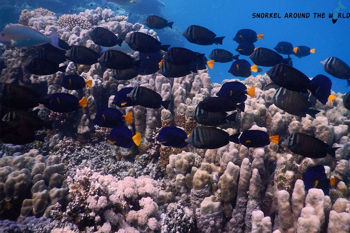 group of fish swimming above the reef