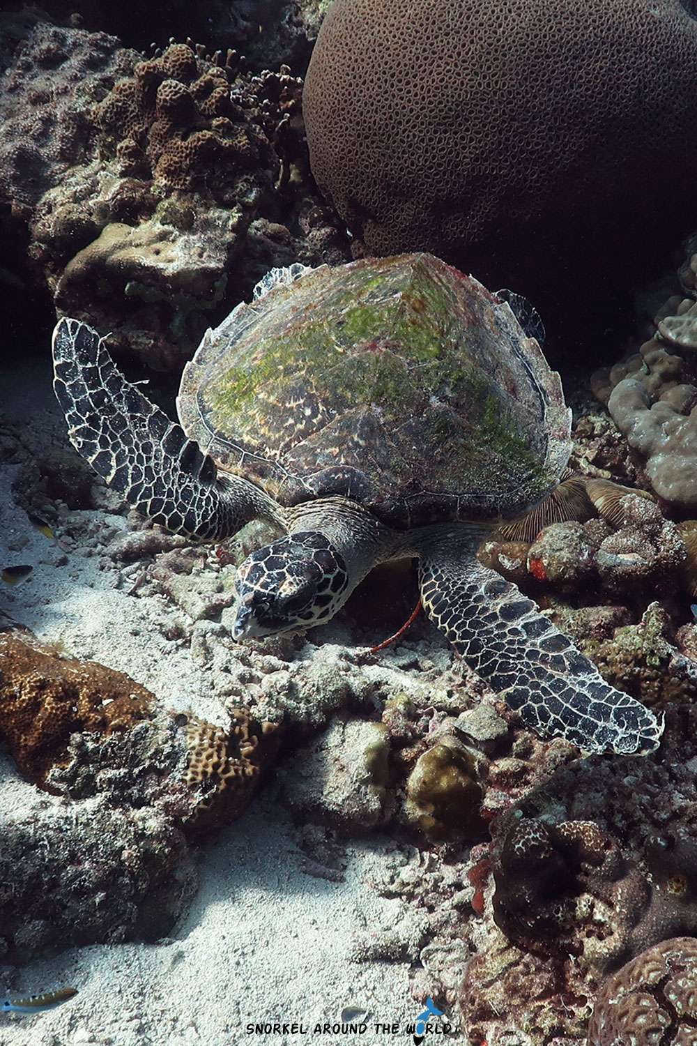 Hawksbill sea turtle near coral reef