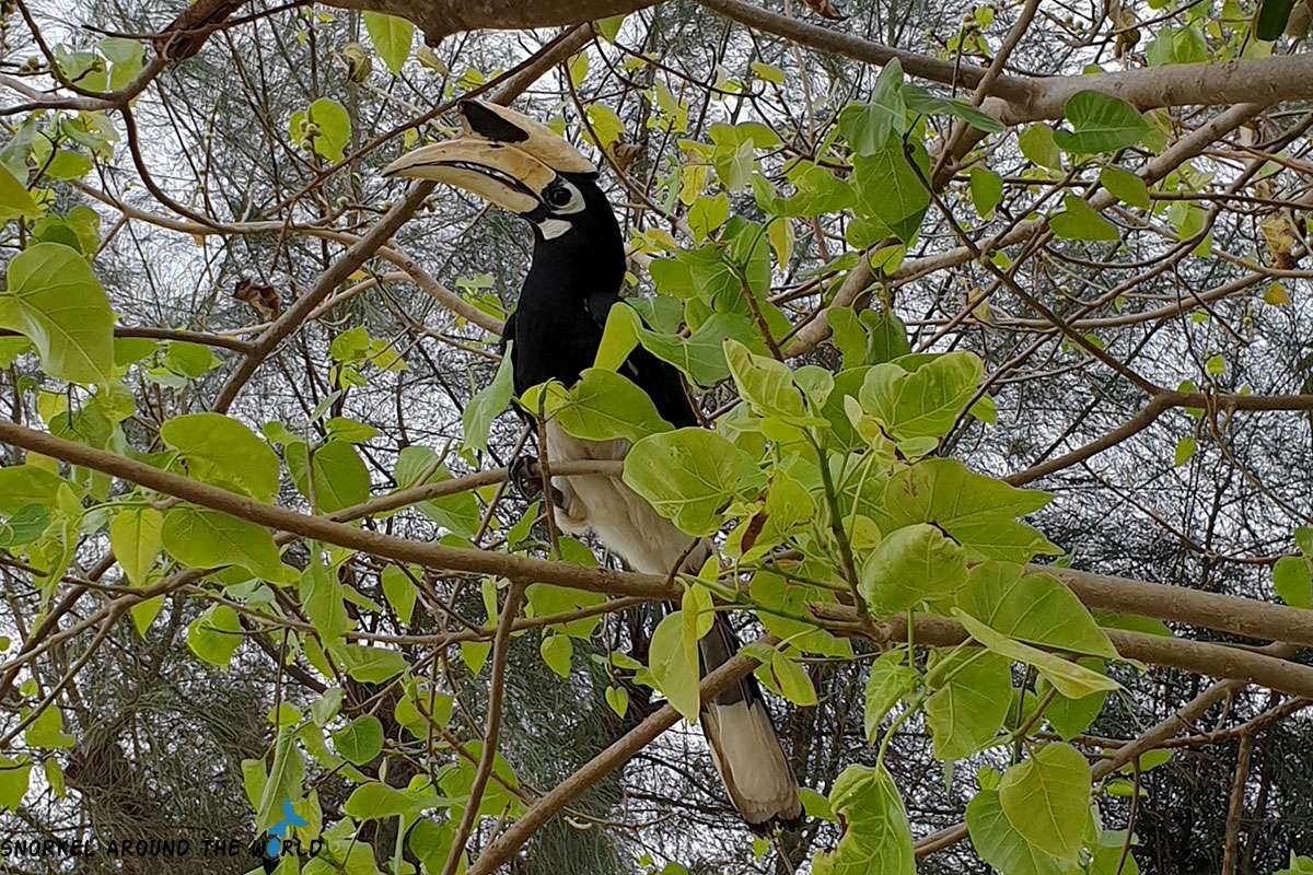 Hornbill bird on the tree