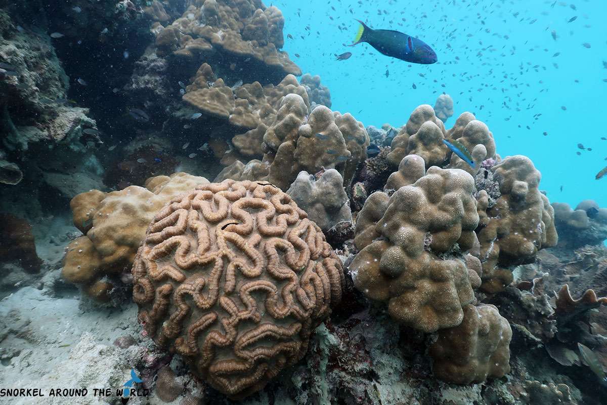 corals and reef fish near Phuket