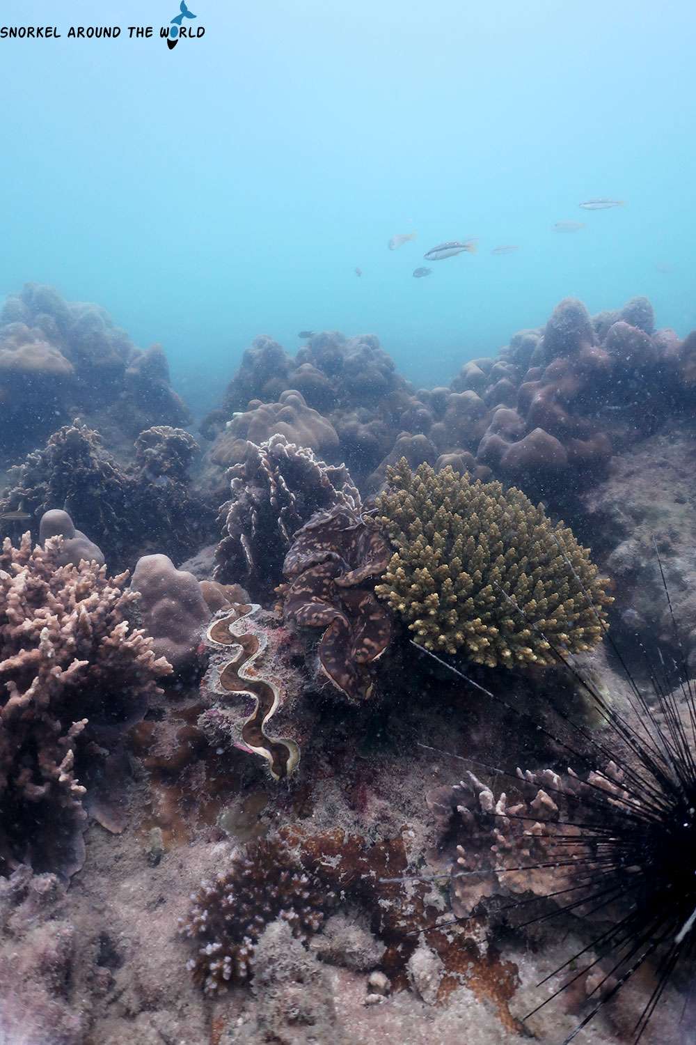 sea clams and sea urchin on the reef
