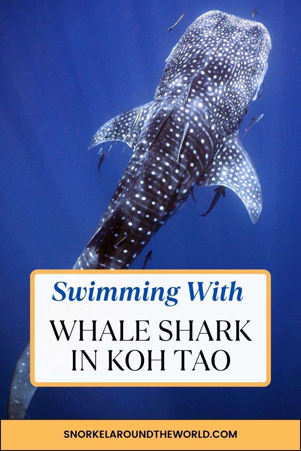 Snorkeling with whale shark in Koh Tao - Pinterest image