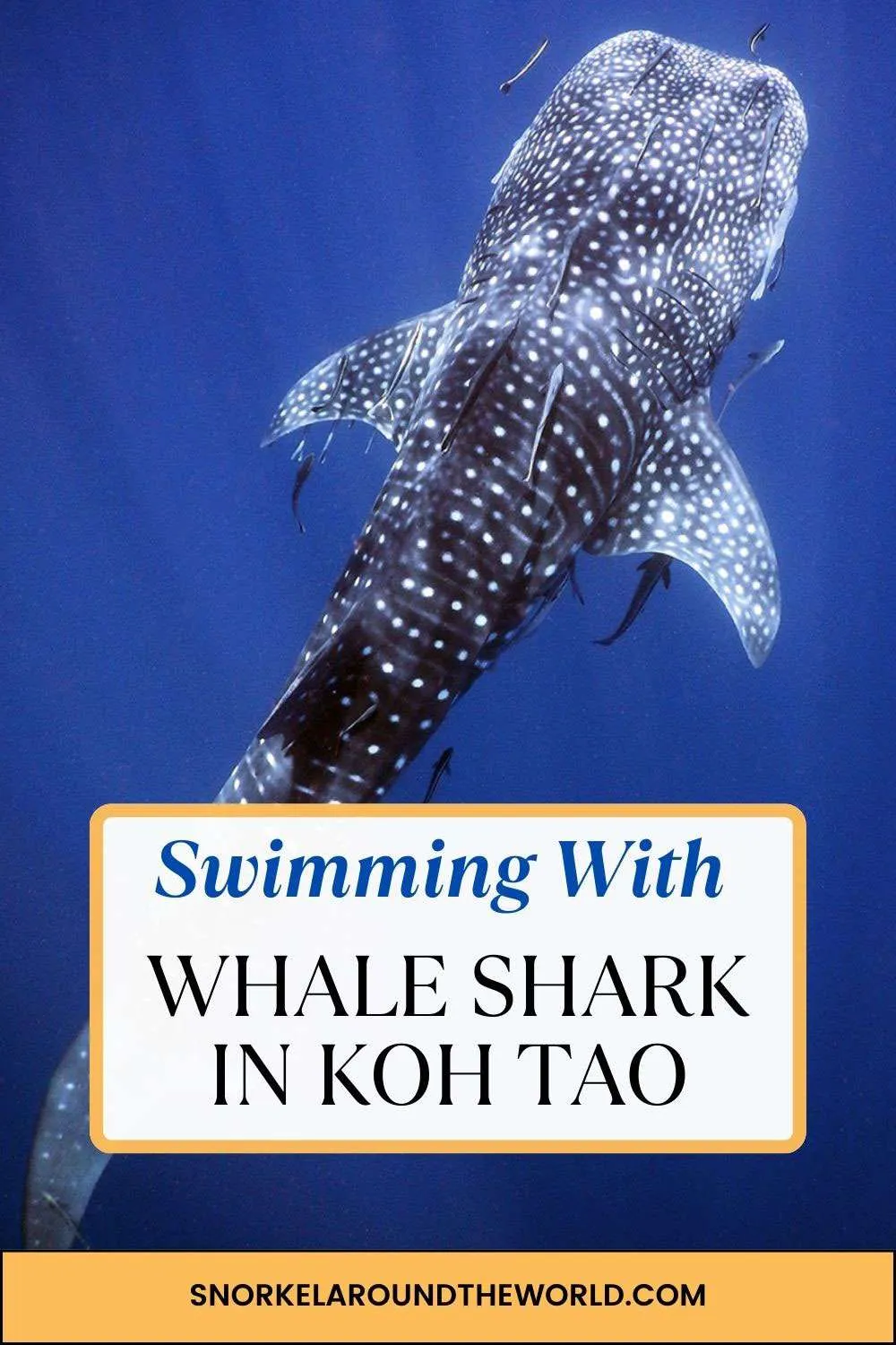 Snorkeling with whale shark in Koh Tao - Pinterest image