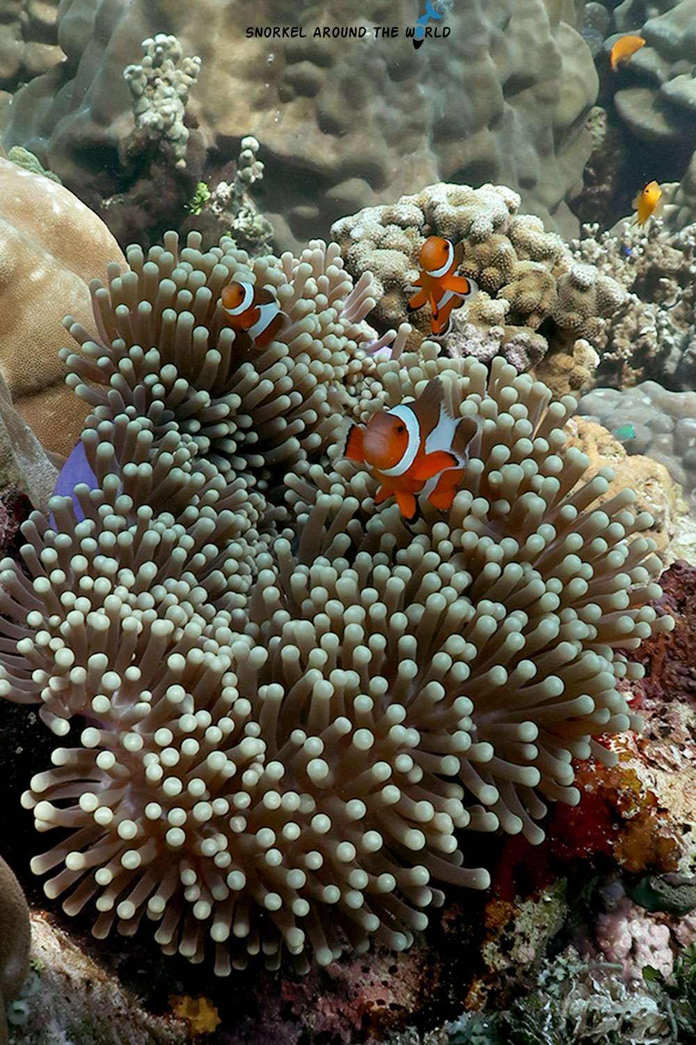 Three anemonefish