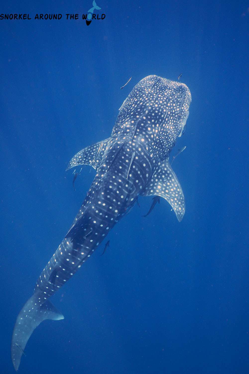 Whale shark swimming in the deep sea