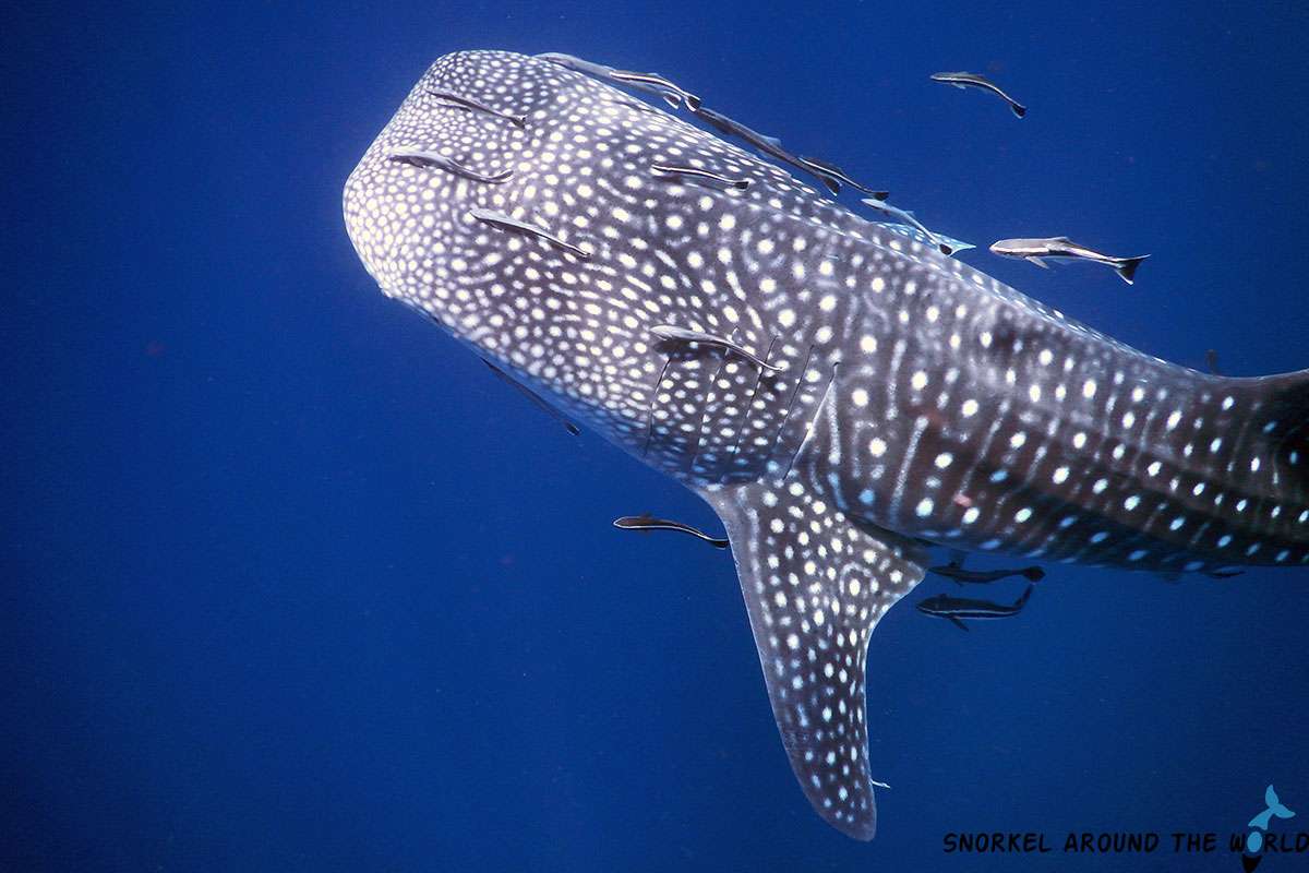 Whale shark near Shark Island - Koh Tao