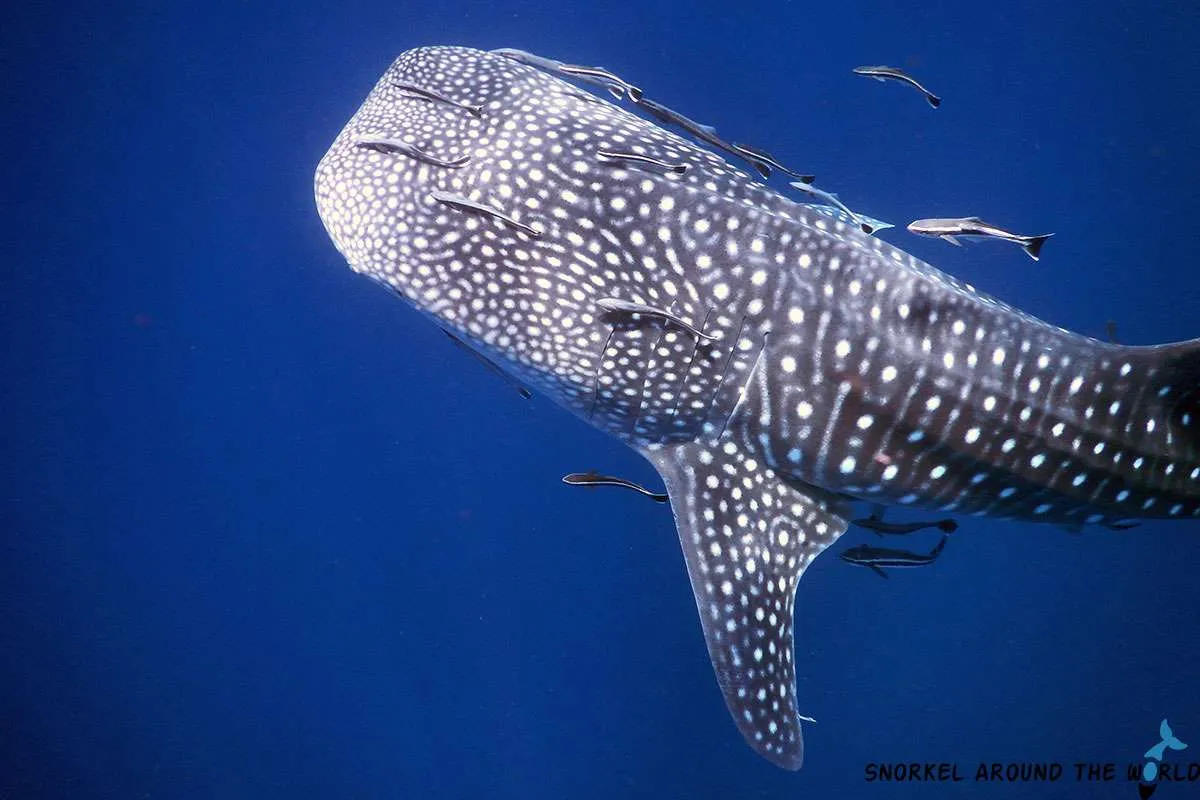 Whale shark near Shark Island - Koh Tao