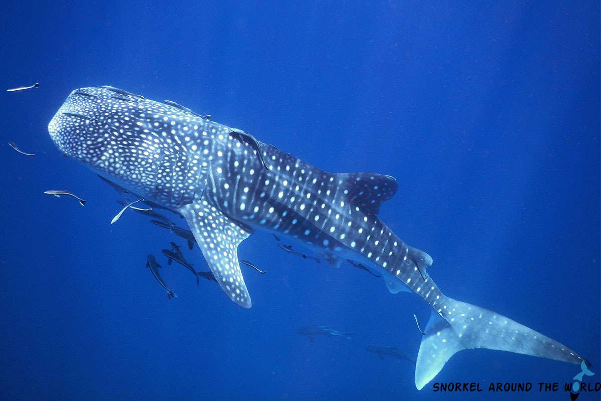 Whale shark swimming to the surface